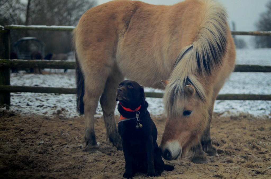 Pony Mia schnuppert an Hund Luis